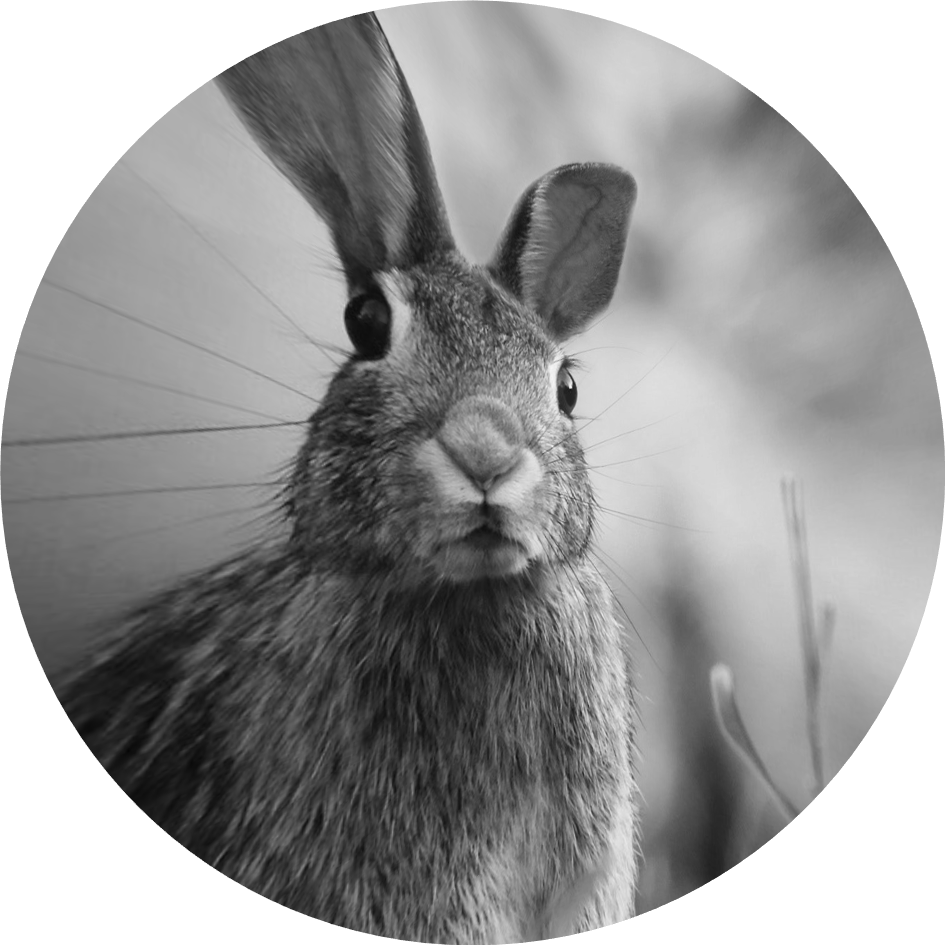 Hase