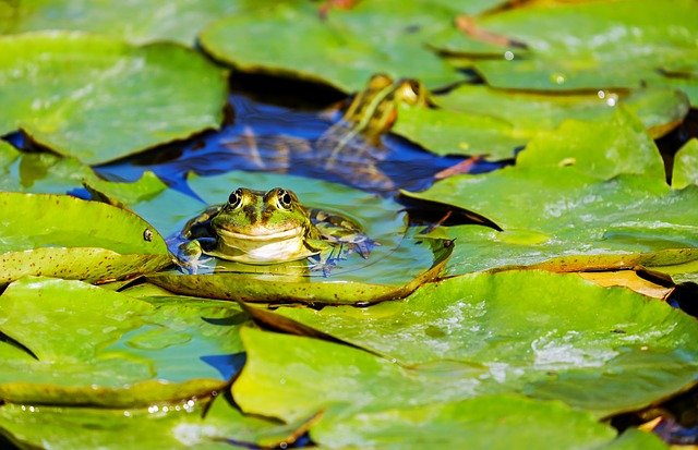 frog-3312038_640 (1)